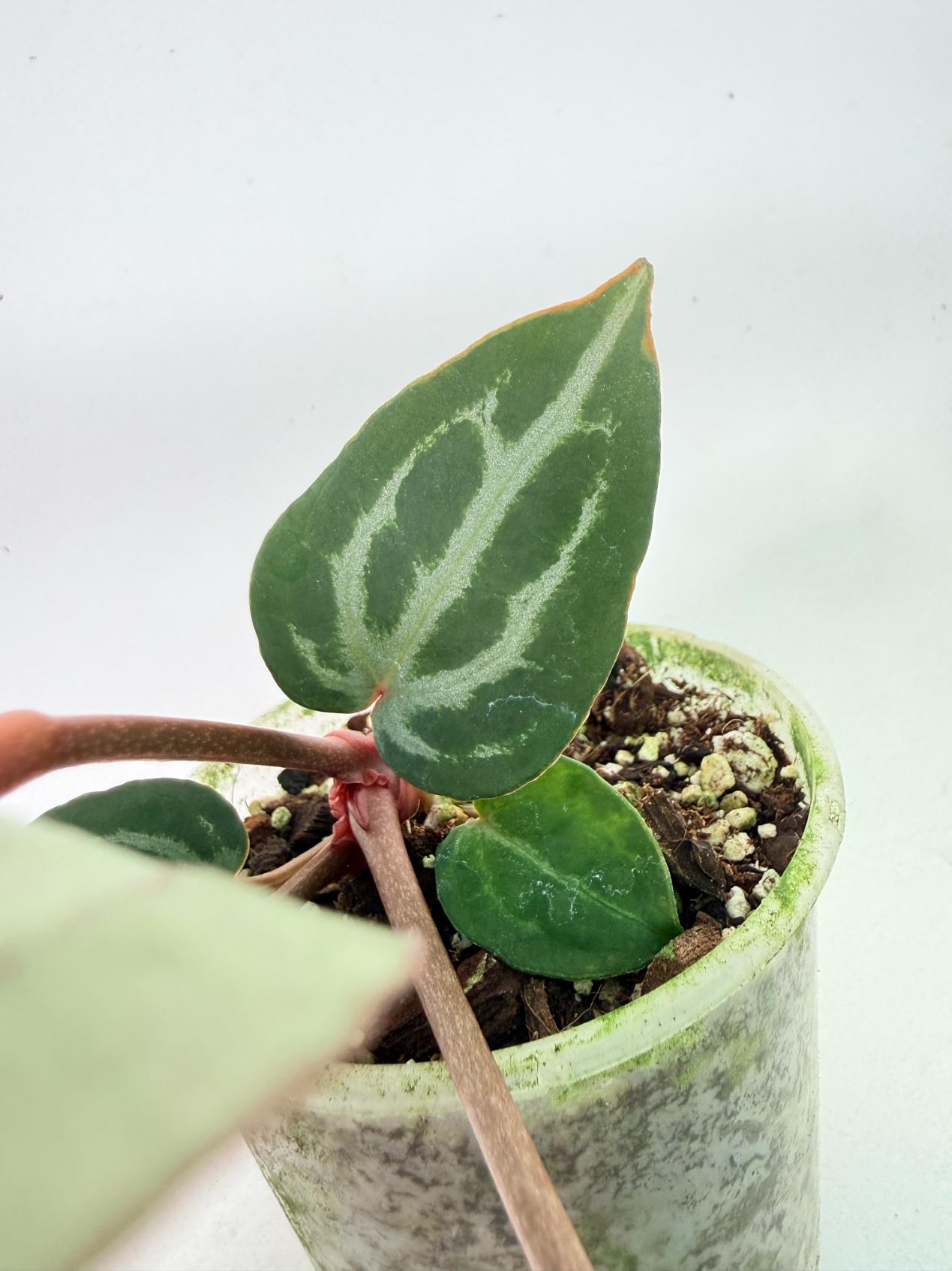 Anthurium Michelle 06