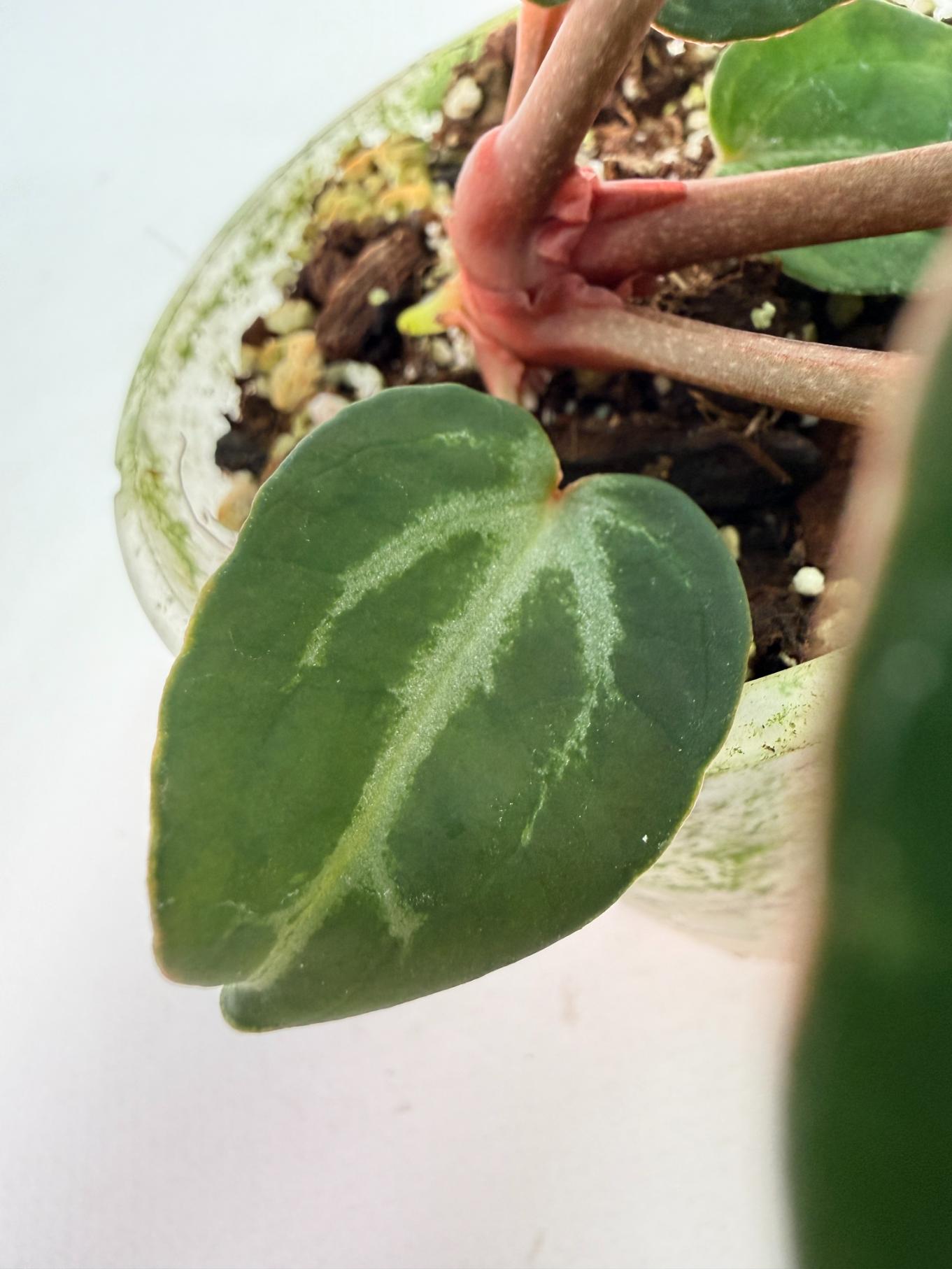 Anthurium Michelle 07