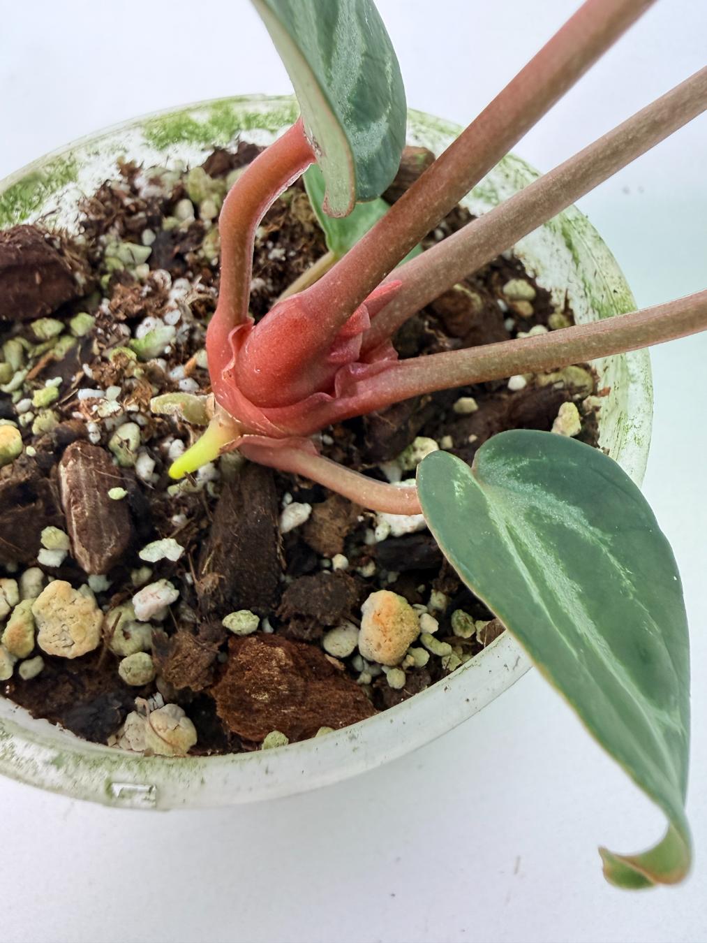 Anthurium Michelle 08