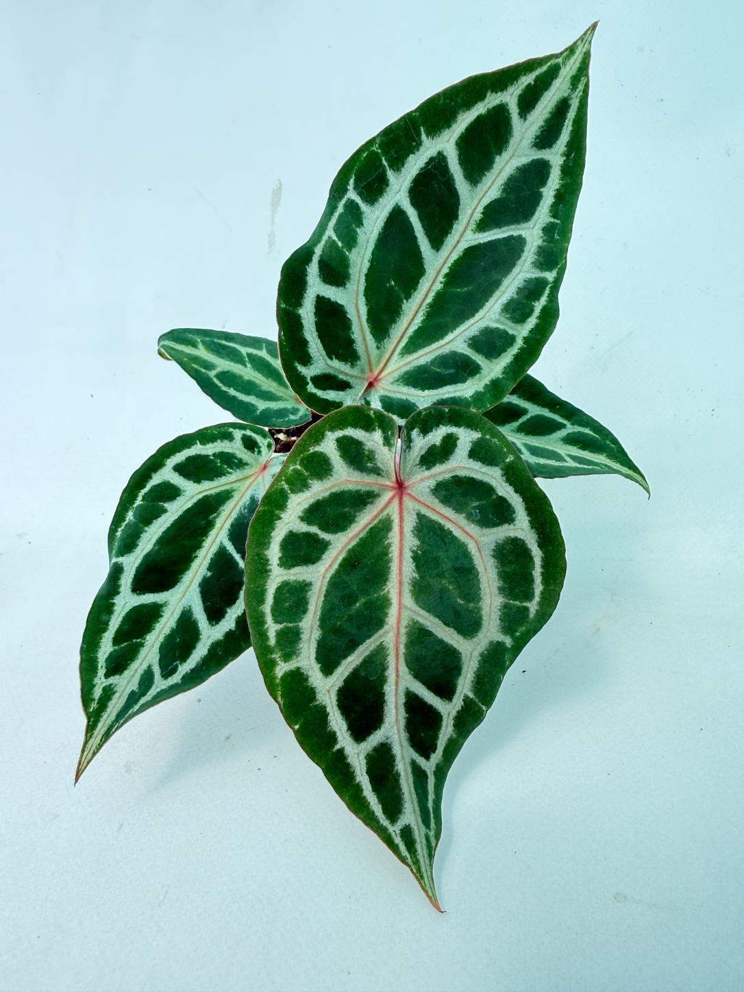 Anthurium Michelle 4