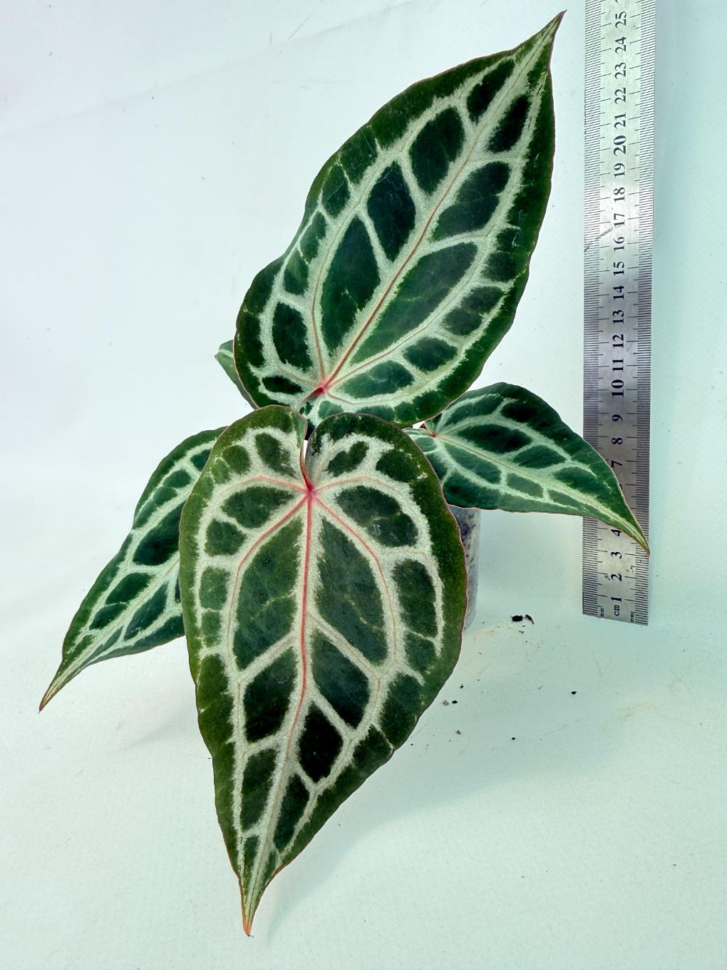 Anthurium Michelle 1