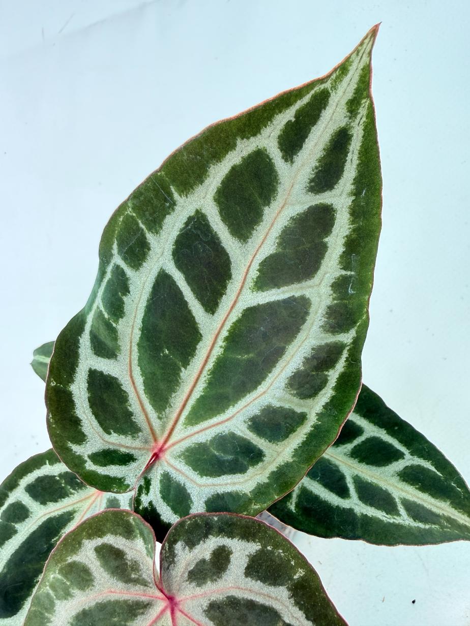 Anthurium Michelle 3