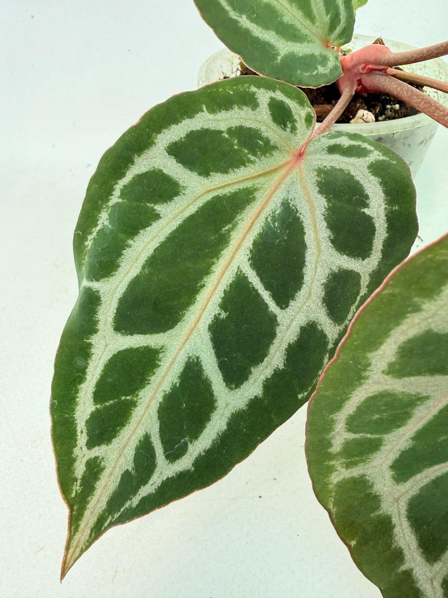 Anthurium Michelle 5