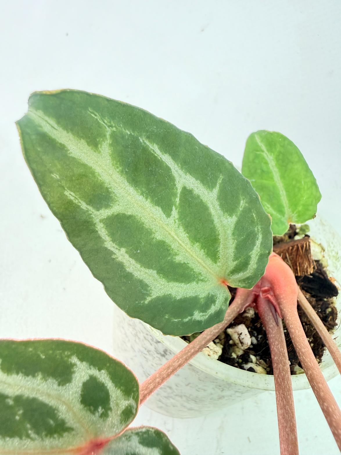 Anthurium Michelle 9