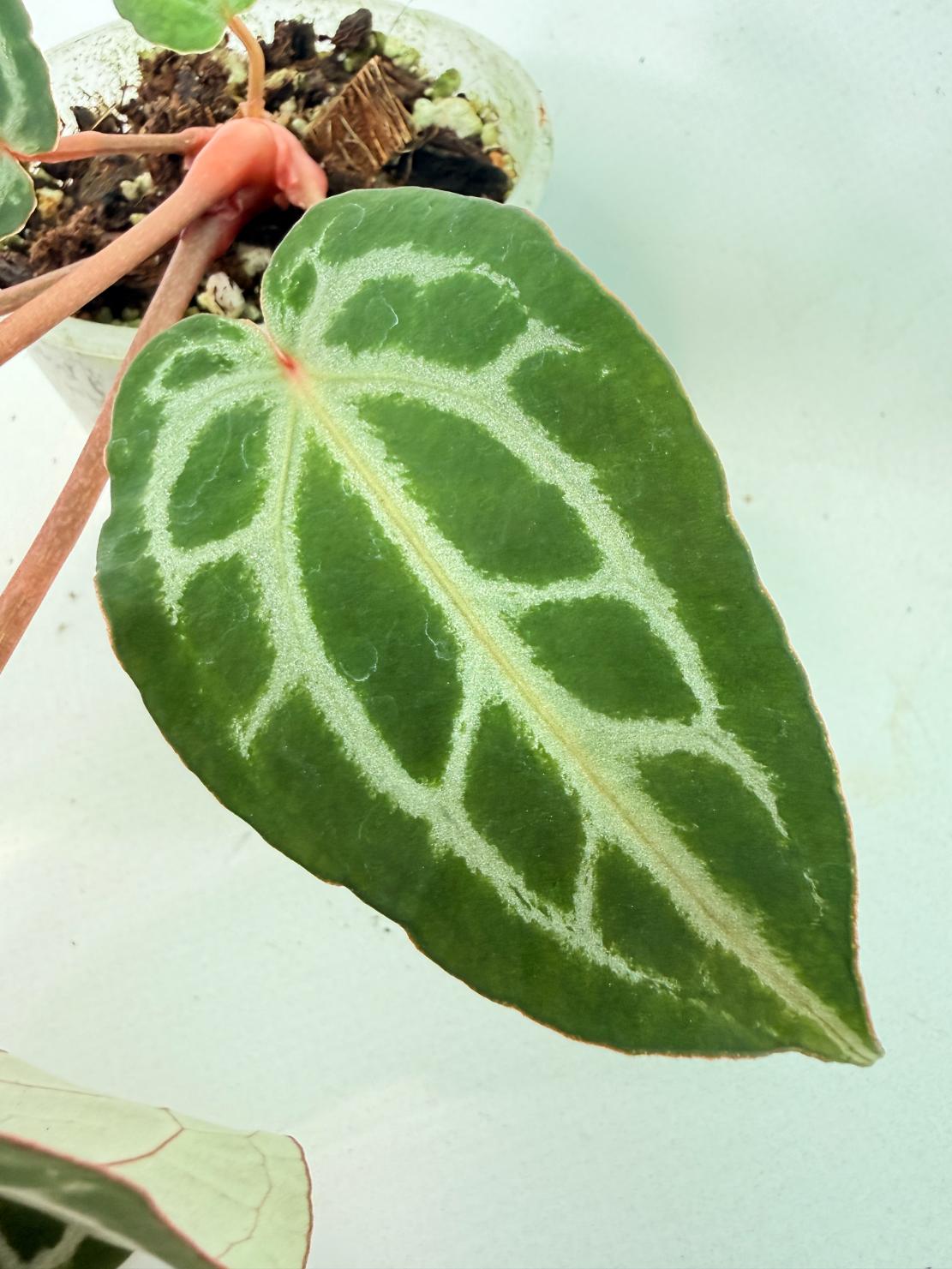 Anthurium Michelle 10