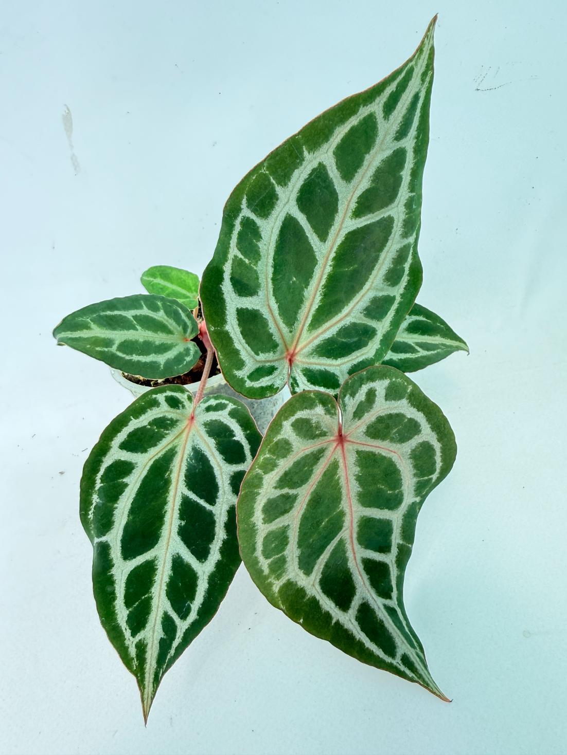 Anthurium Michelle 6