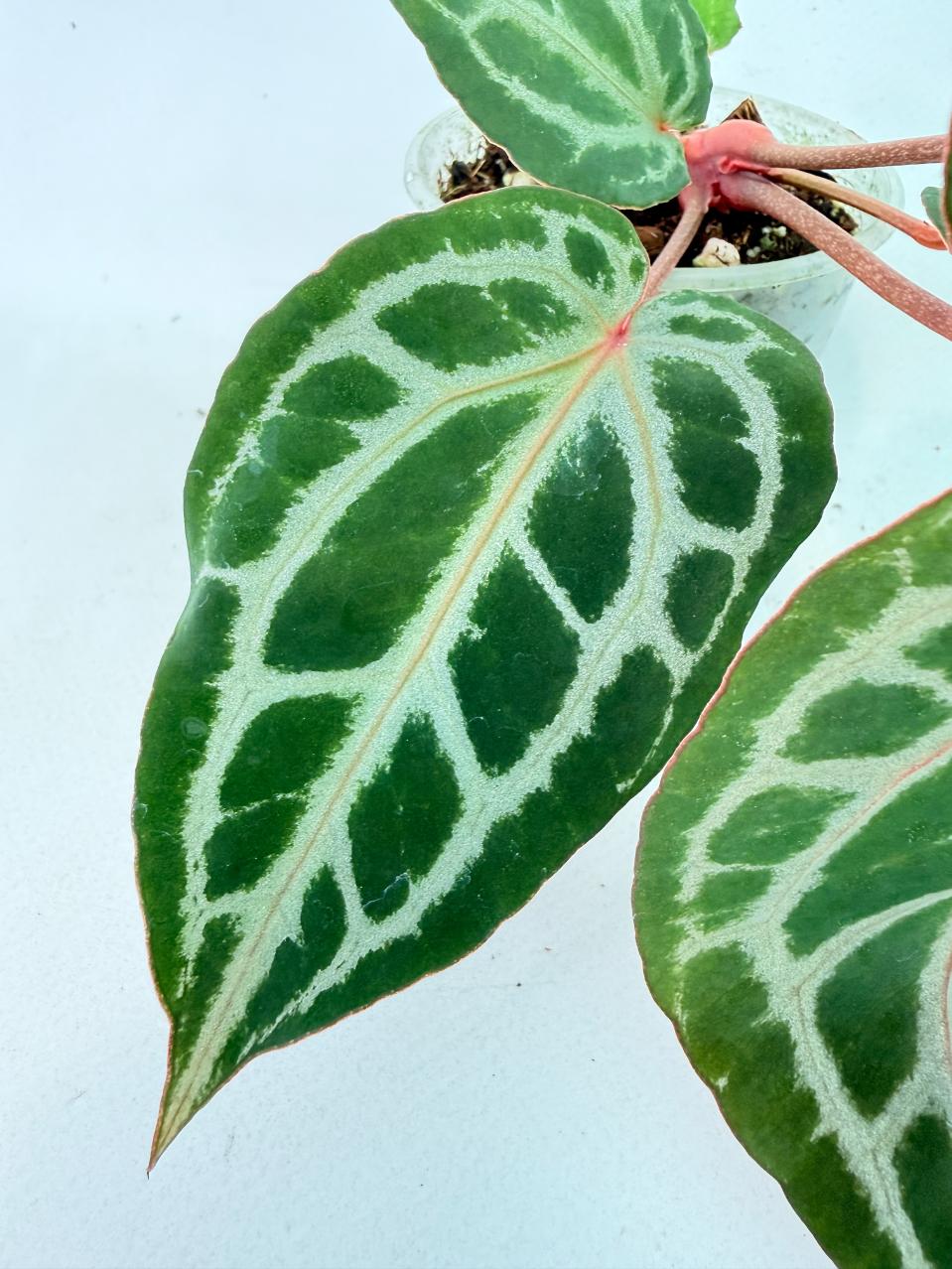 Anthurium Michelle 7