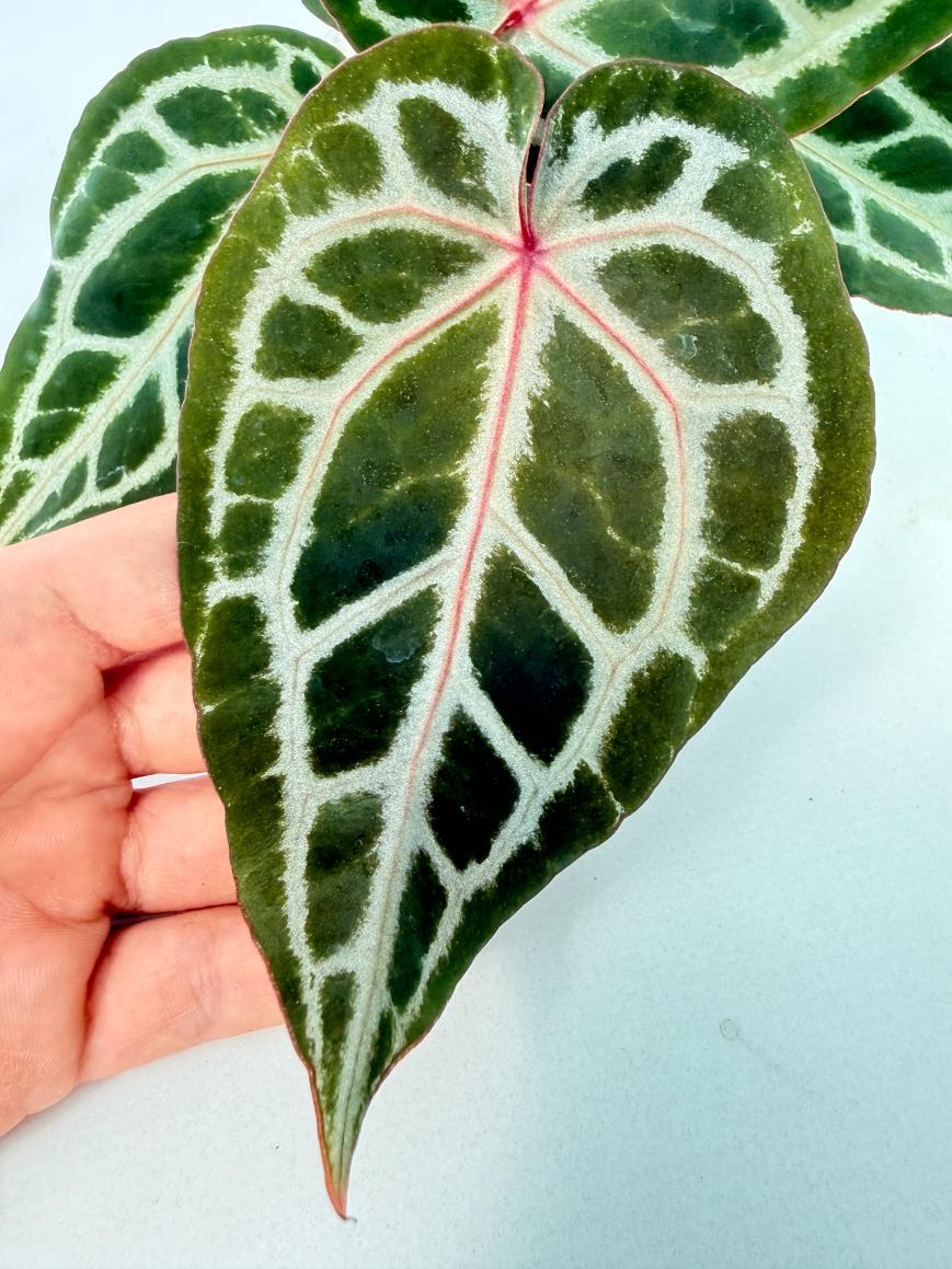 Anthurium Michelle 8