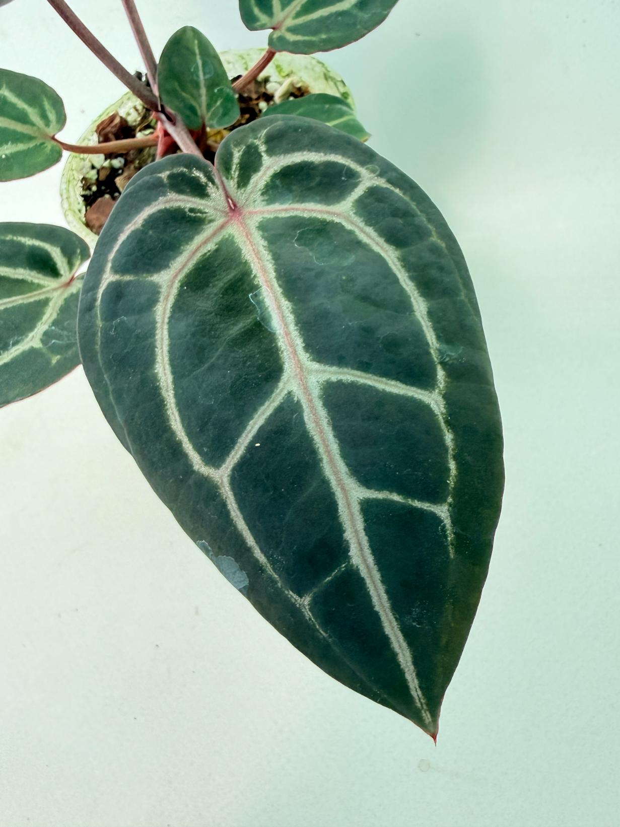 Anthurium Michelle 3