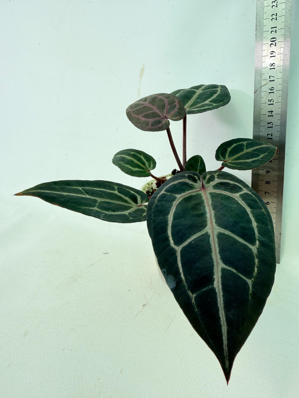 Anthurium Michelle 10