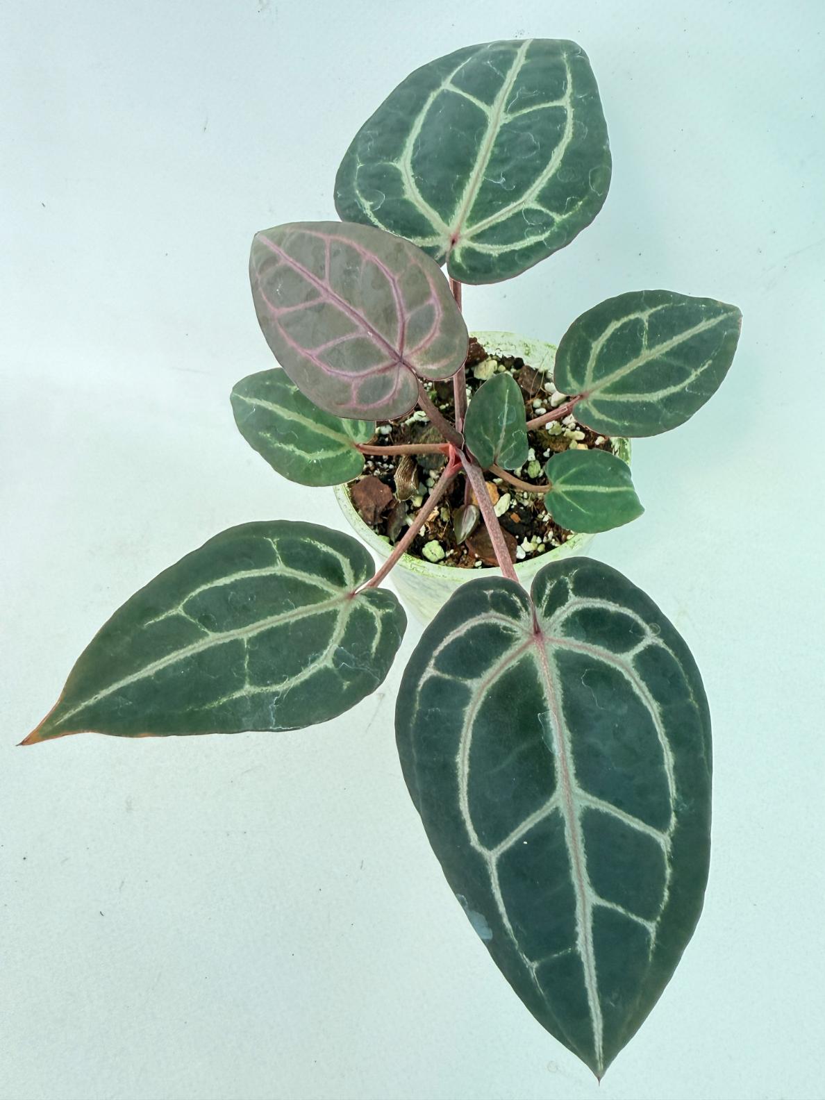 Anthurium Michelle 7