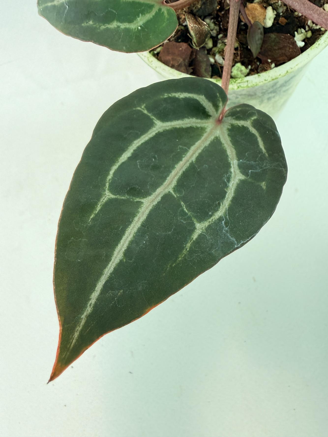 Anthurium Michelle 4