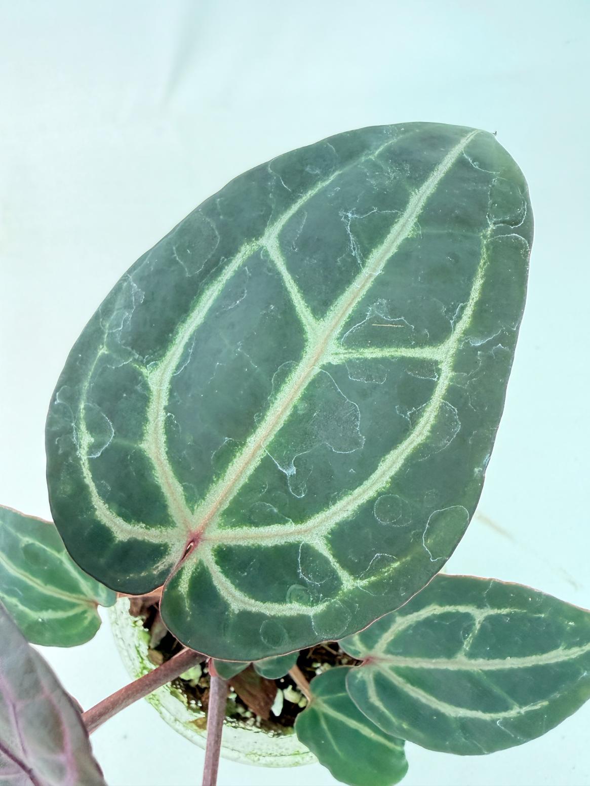 Anthurium Michelle 6
