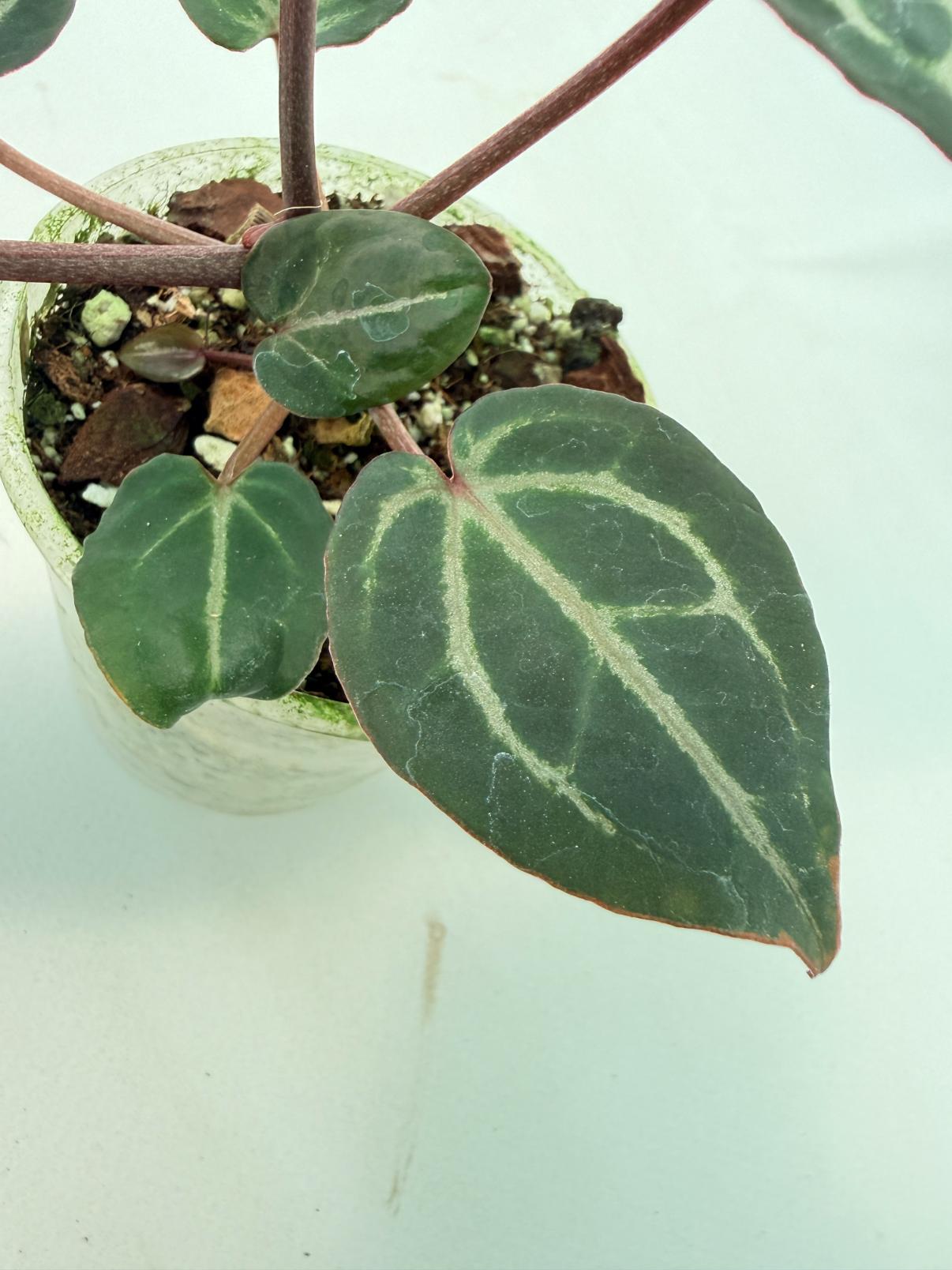 Anthurium Michelle 8