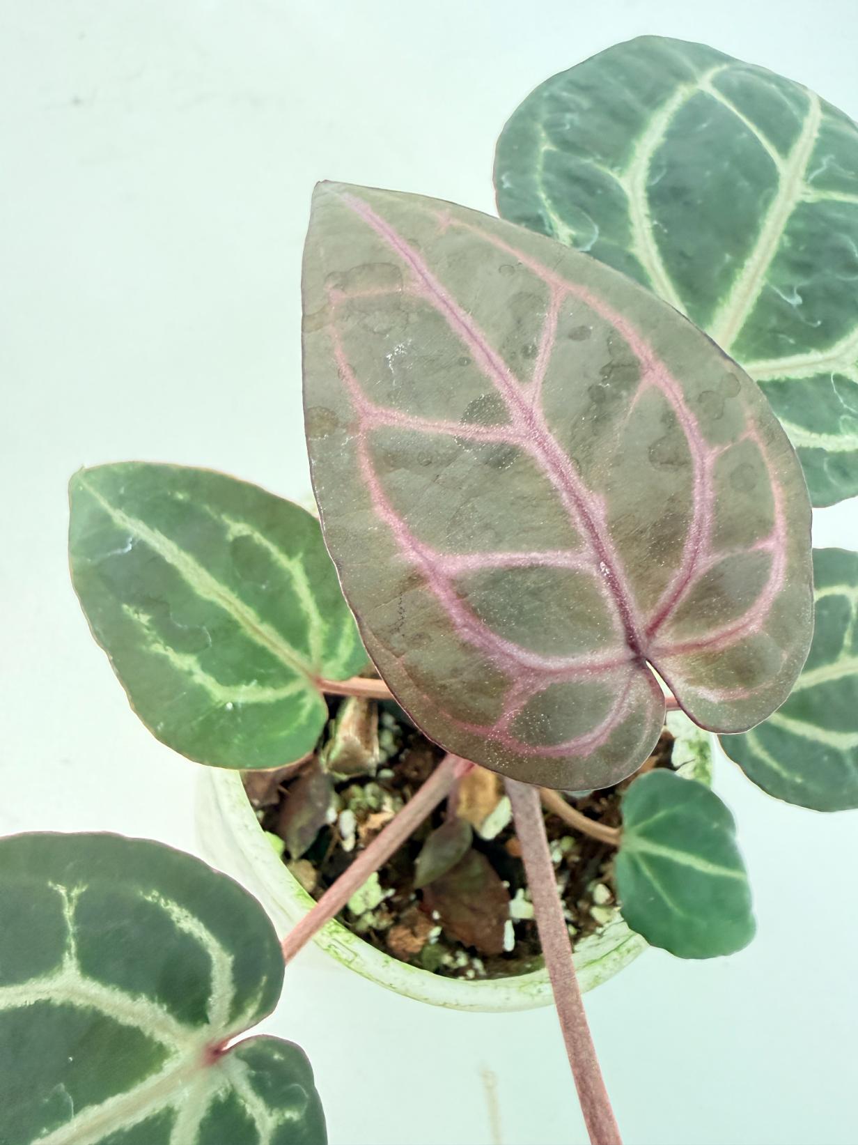 Anthurium Michelle 9