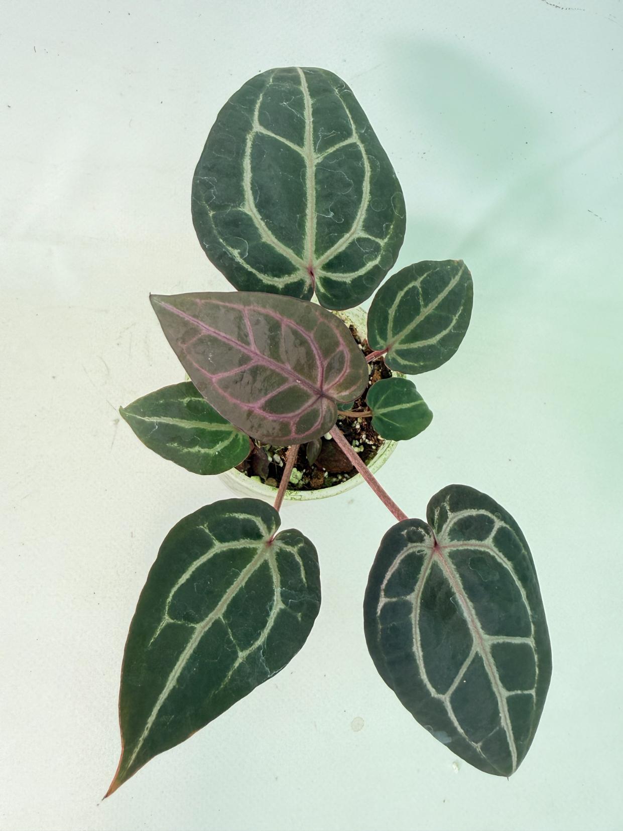 Anthurium Michelle 5