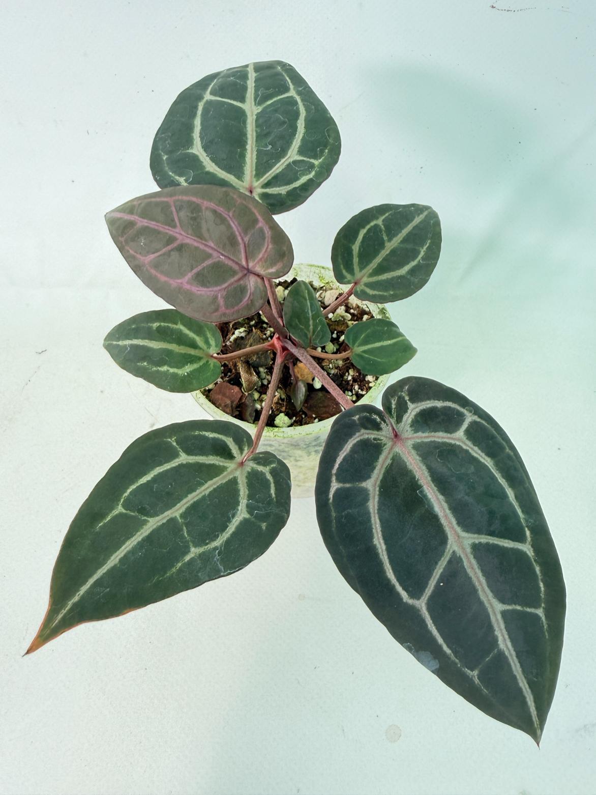 Anthurium Michelle 1