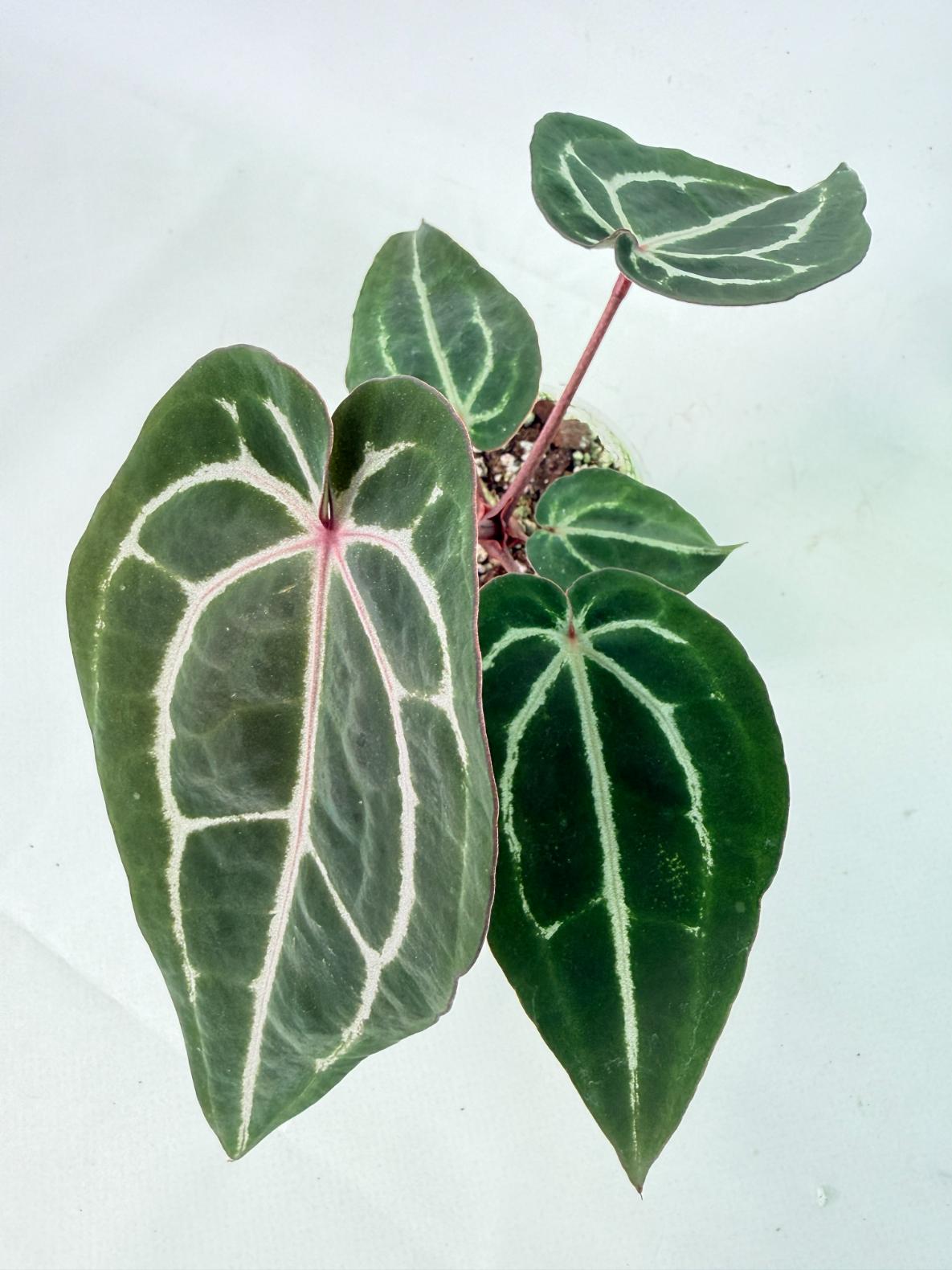 Anthurium Michelle 1