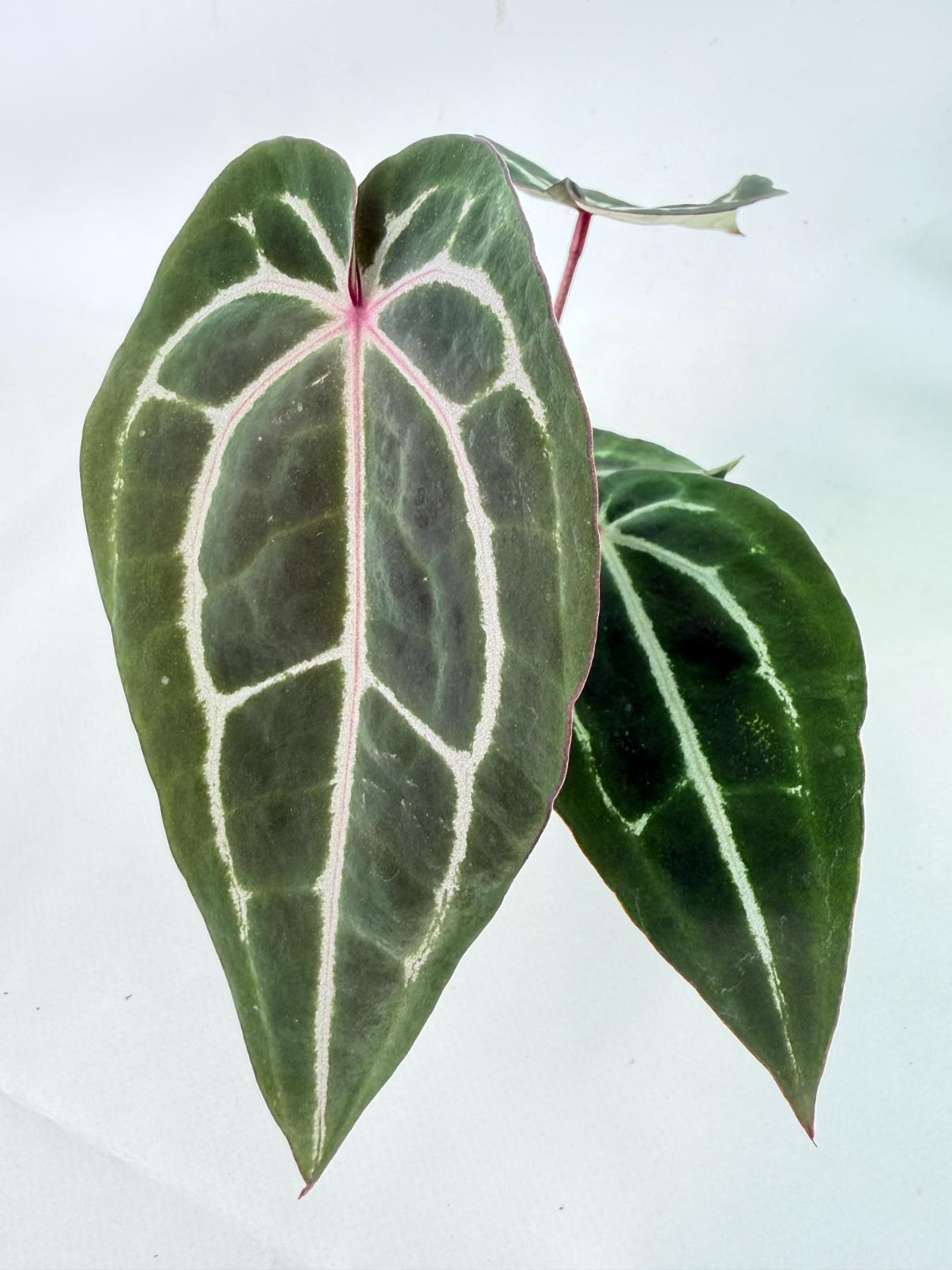 Anthurium Michelle 5