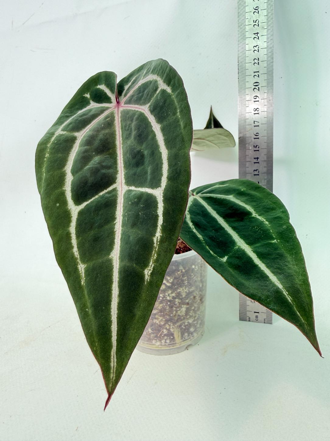 Anthurium Michelle 9