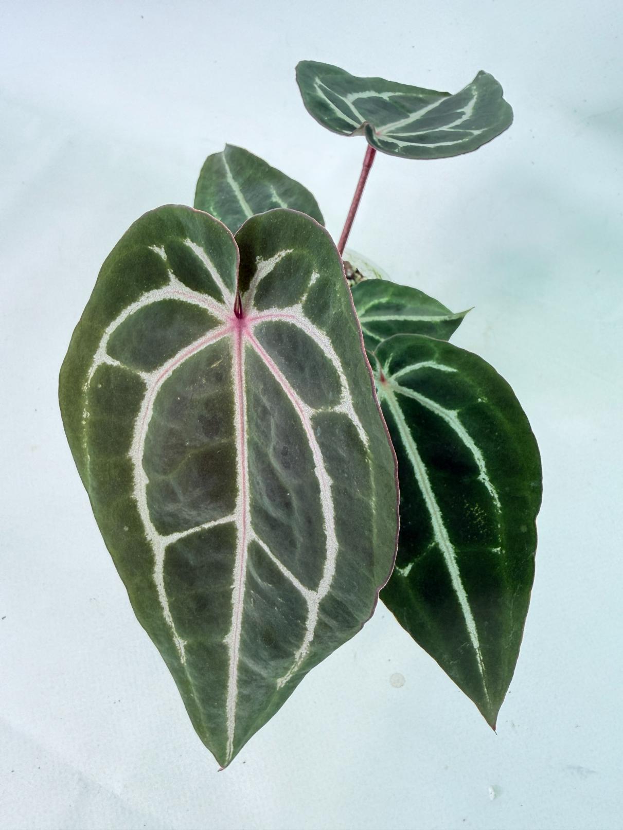 Anthurium Michelle 3