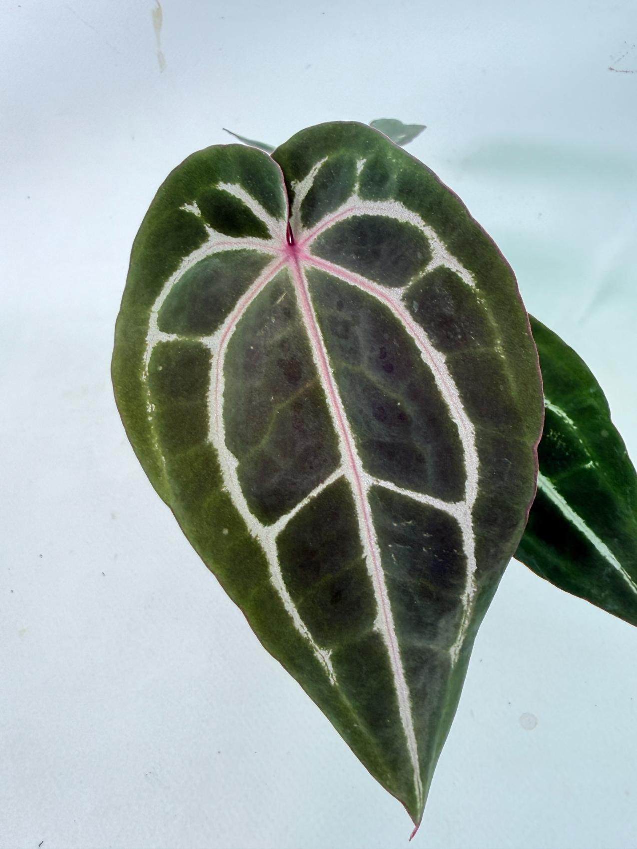 Anthurium Michelle 2