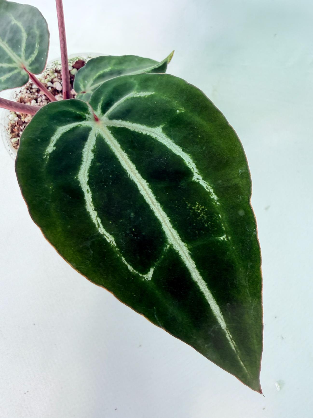 Anthurium Michelle 4