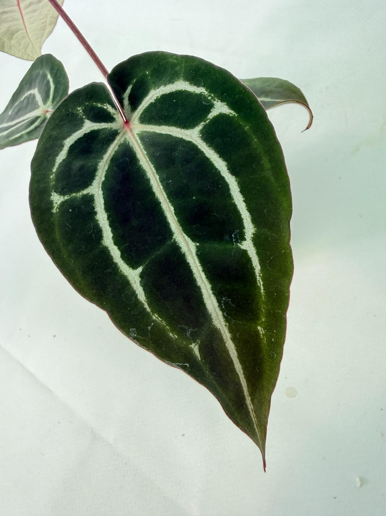 Anthurium Michelle 8