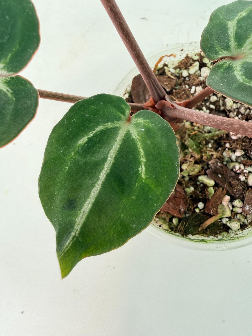 Anthurium Michelle 11