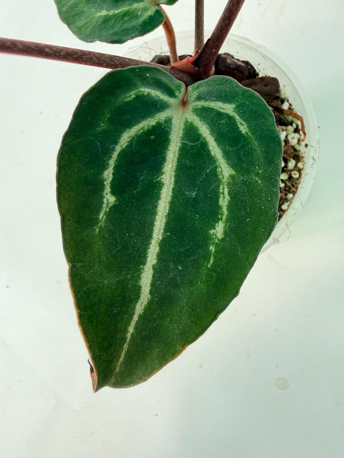 Anthurium Michelle 10