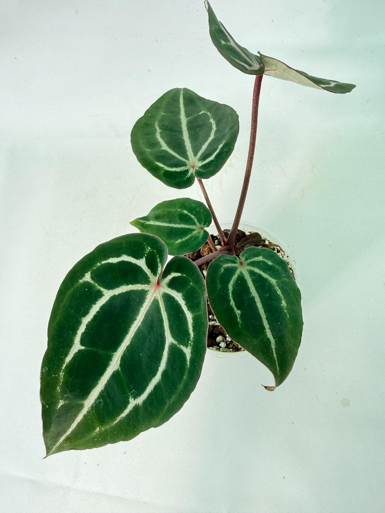 Anthurium Michelle 6