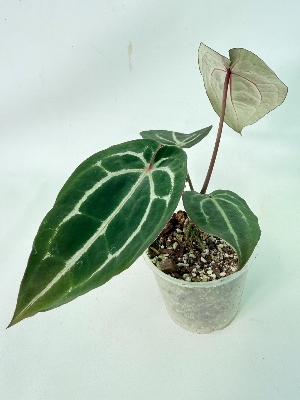 Anthurium Michelle 7
