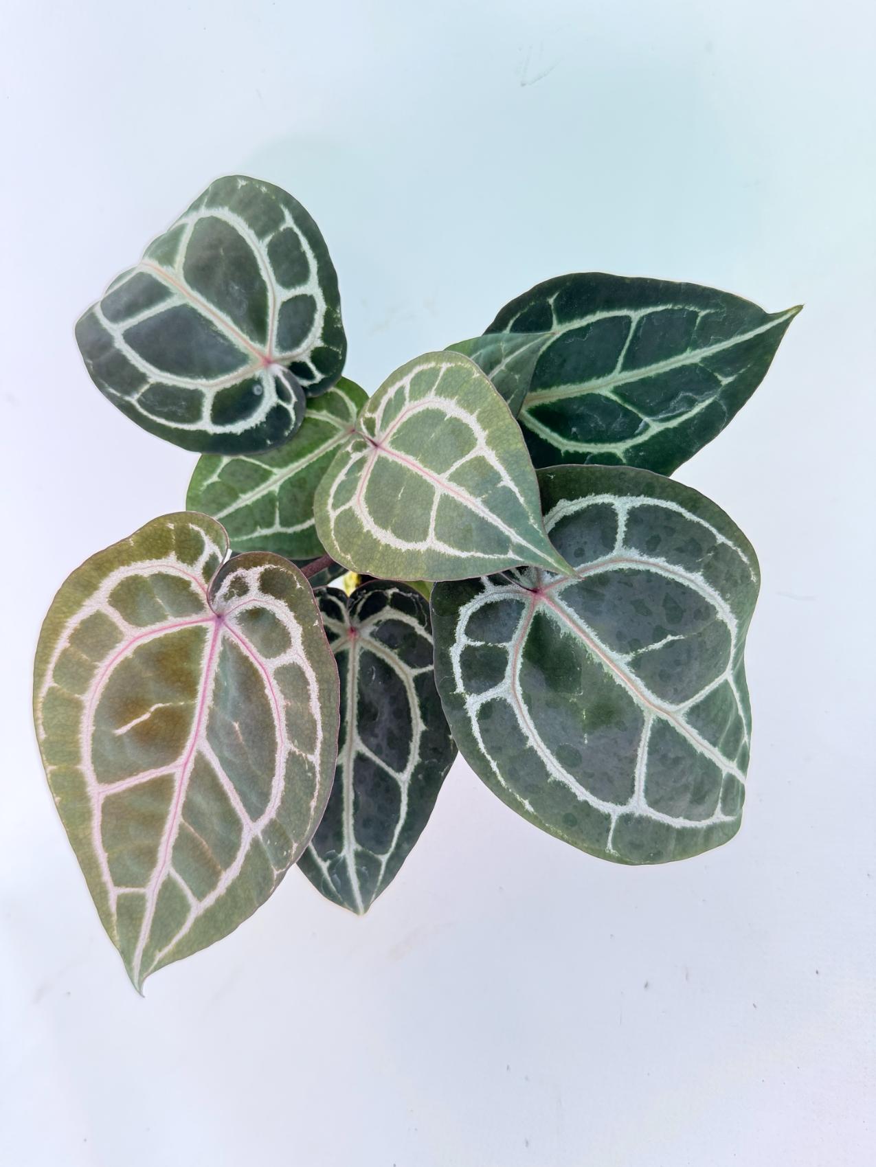 Anthurium Michelle 03