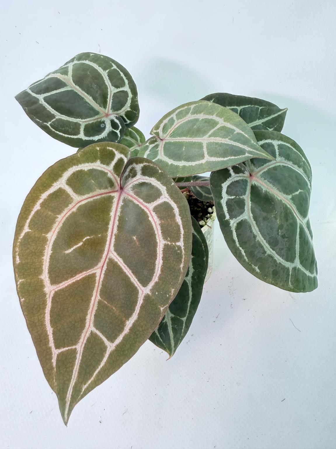 Anthurium Michelle 01