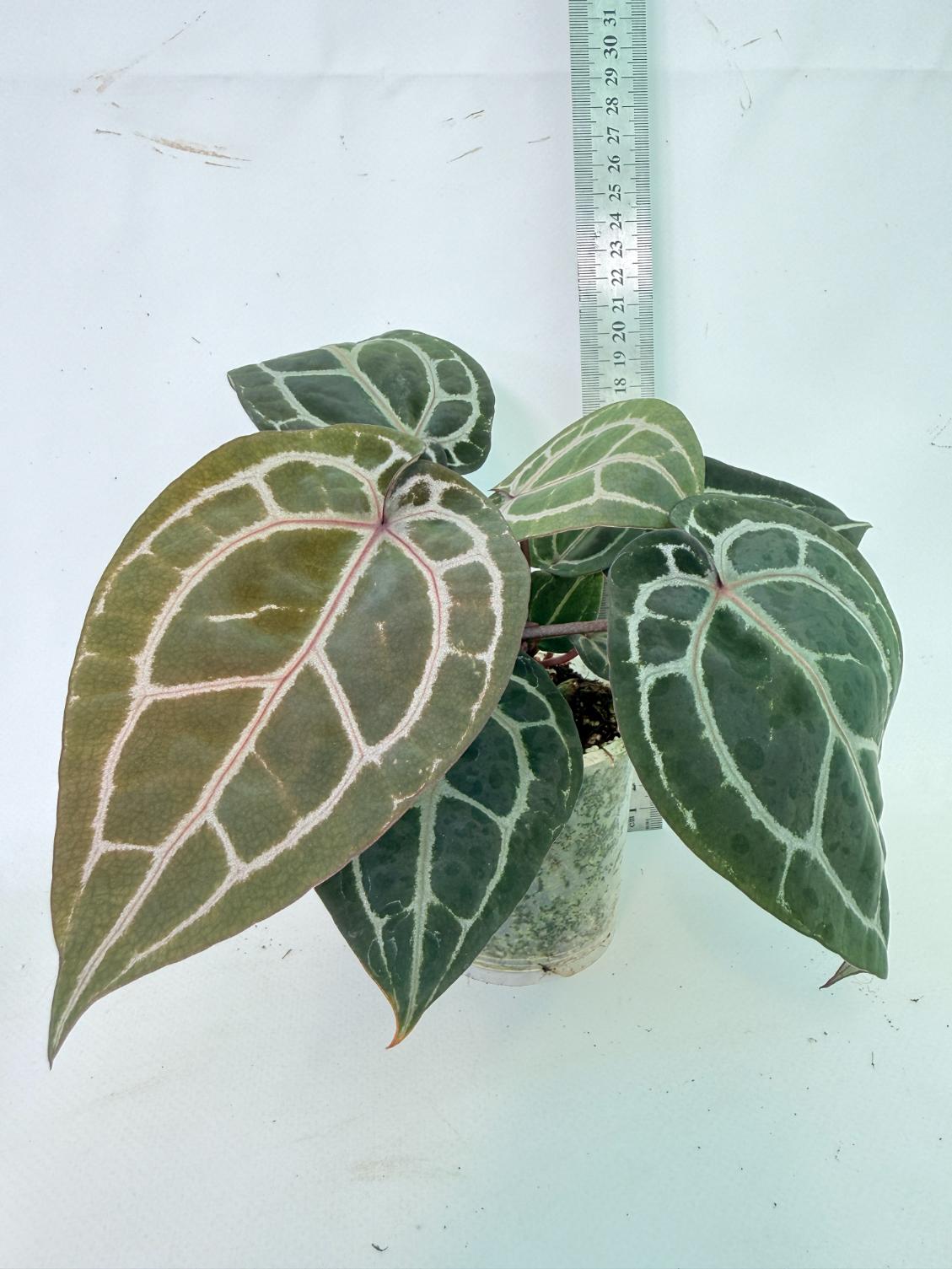 Anthurium Michelle 10