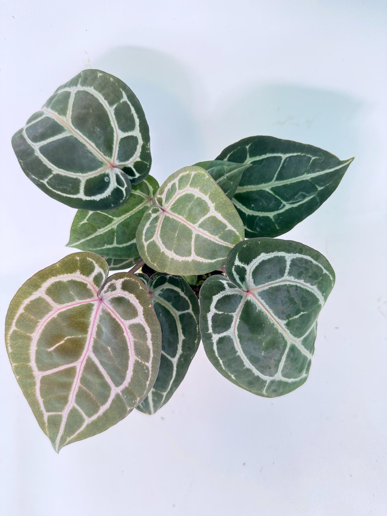 Anthurium Michelle 04