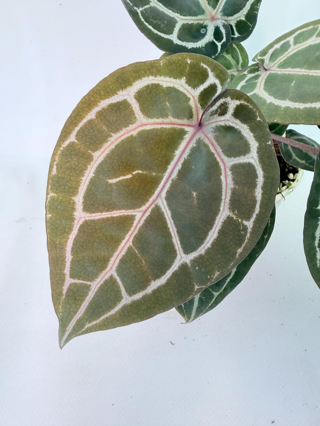 Anthurium Michelle 05
