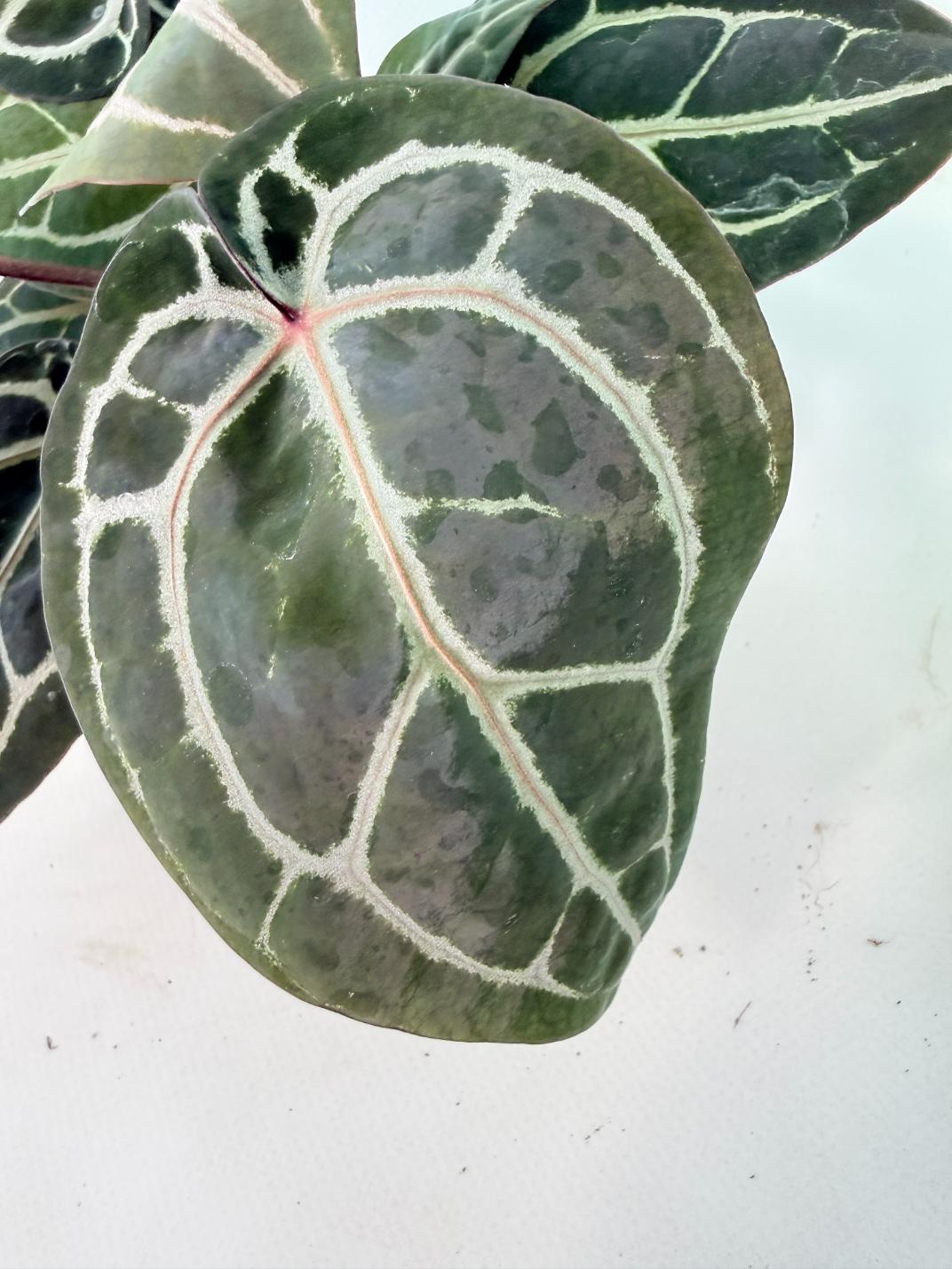 Anthurium Michelle 06