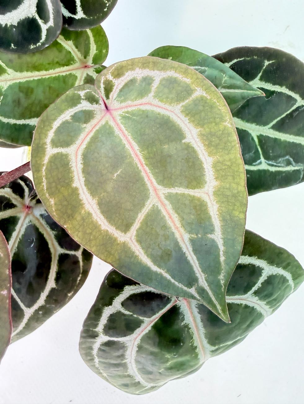 Anthurium Michelle 07