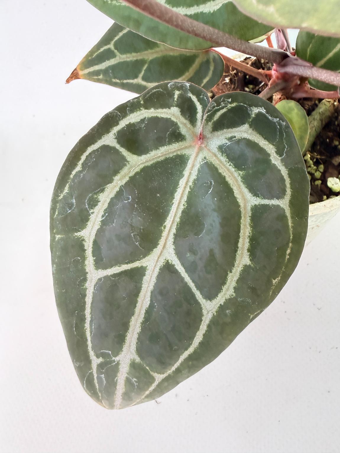 Anthurium Michelle 08