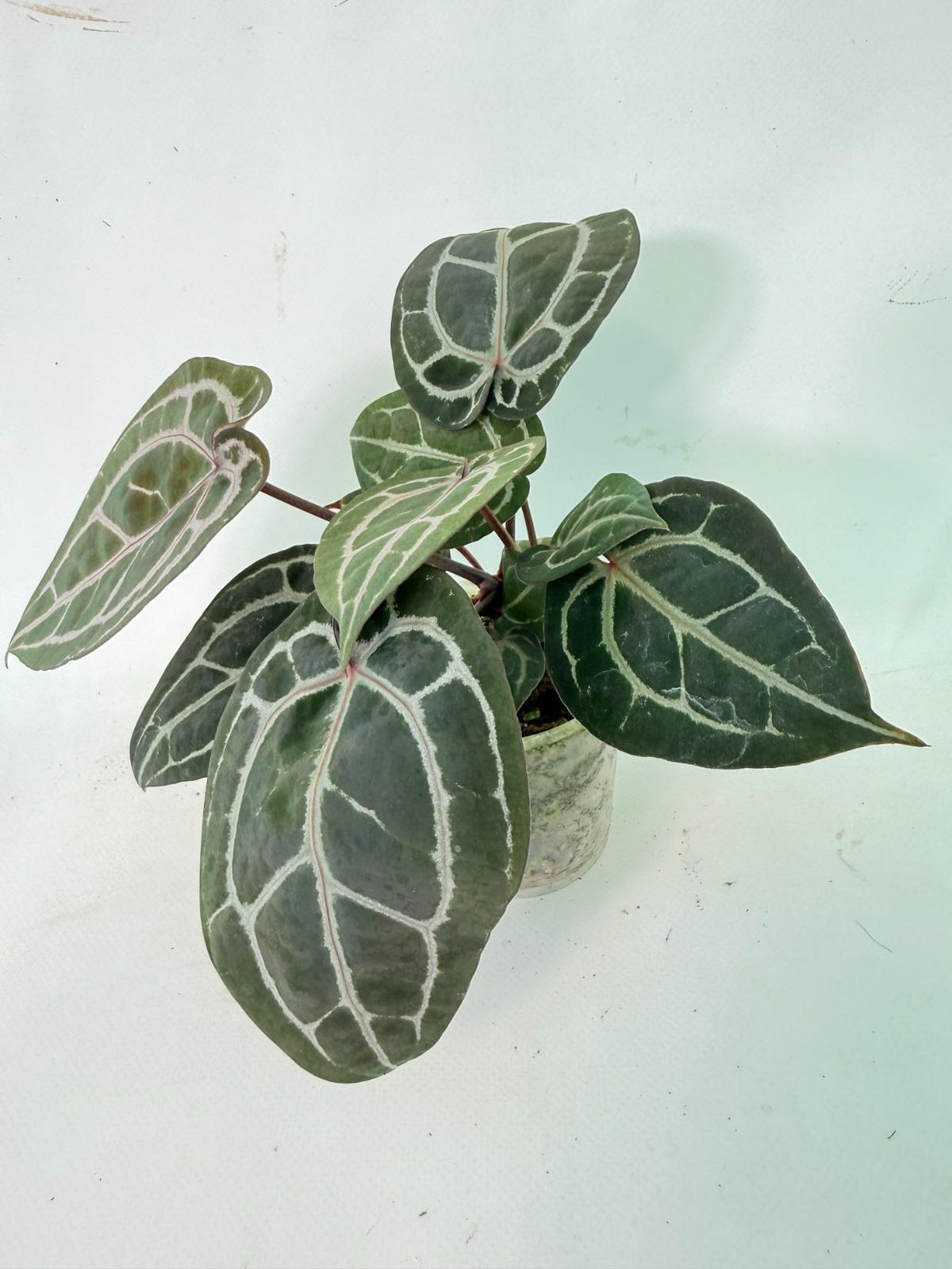 Anthurium Michelle 02