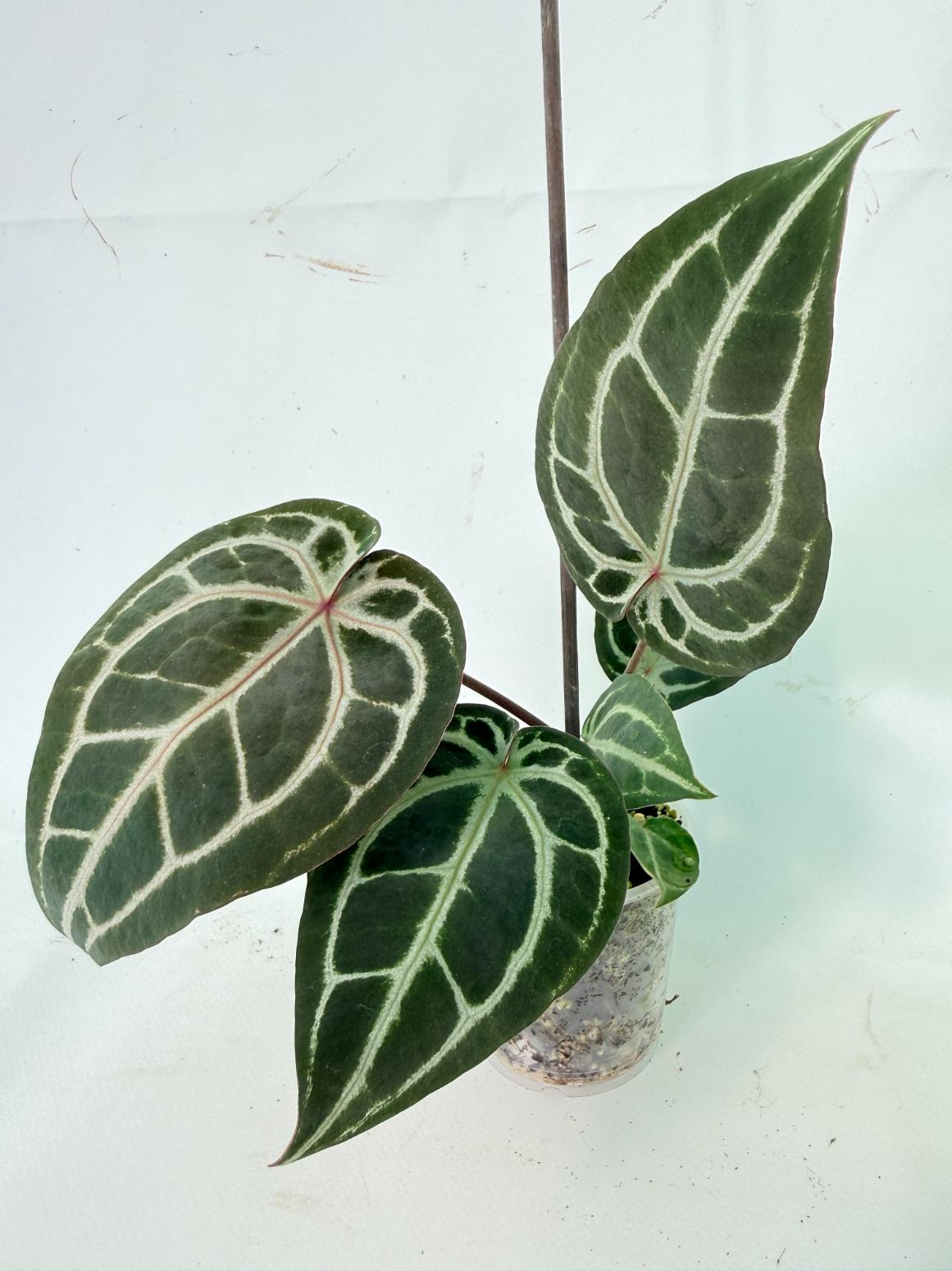 Anthurium Michelle 01