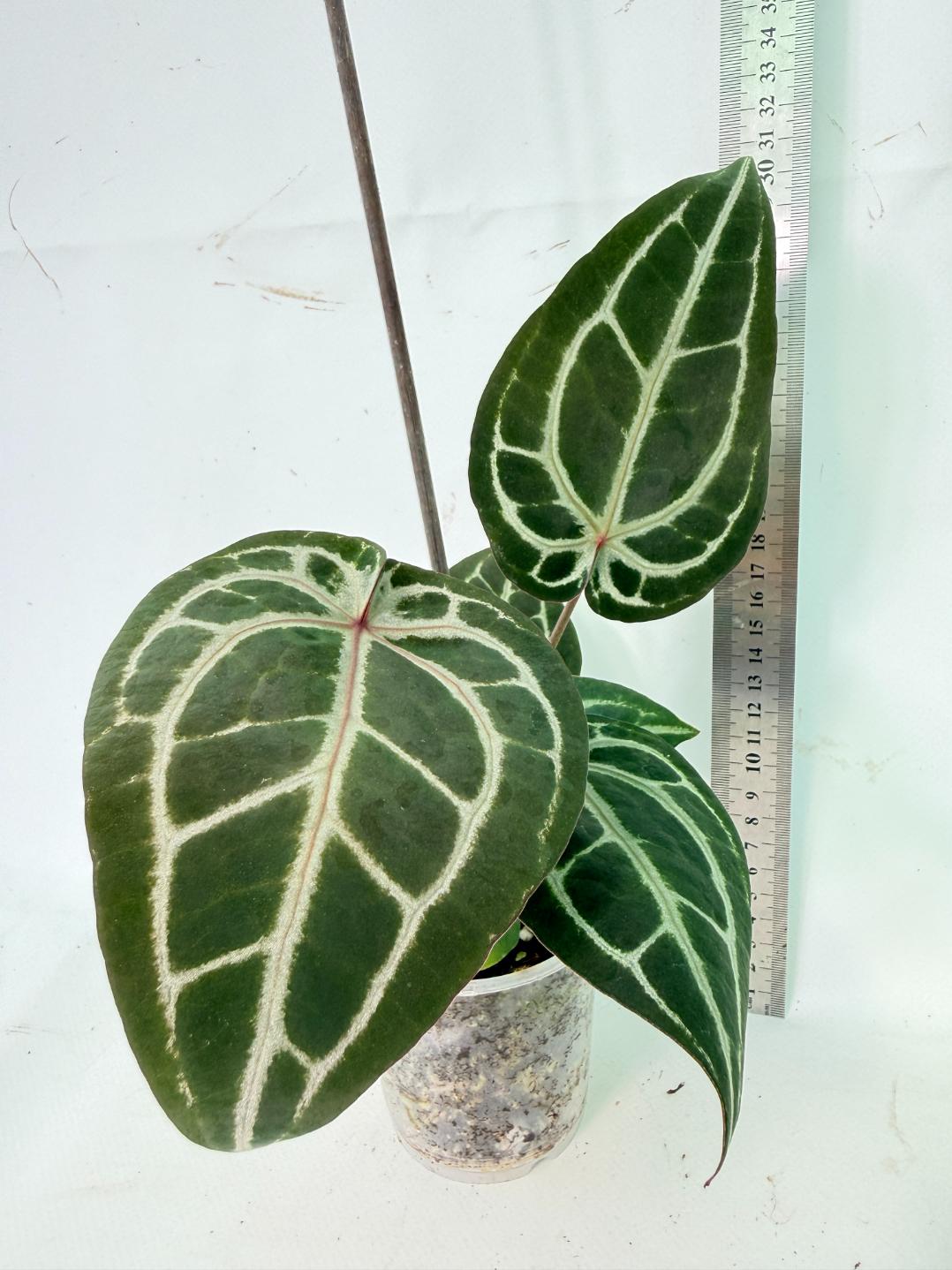 Anthurium Michelle 07
