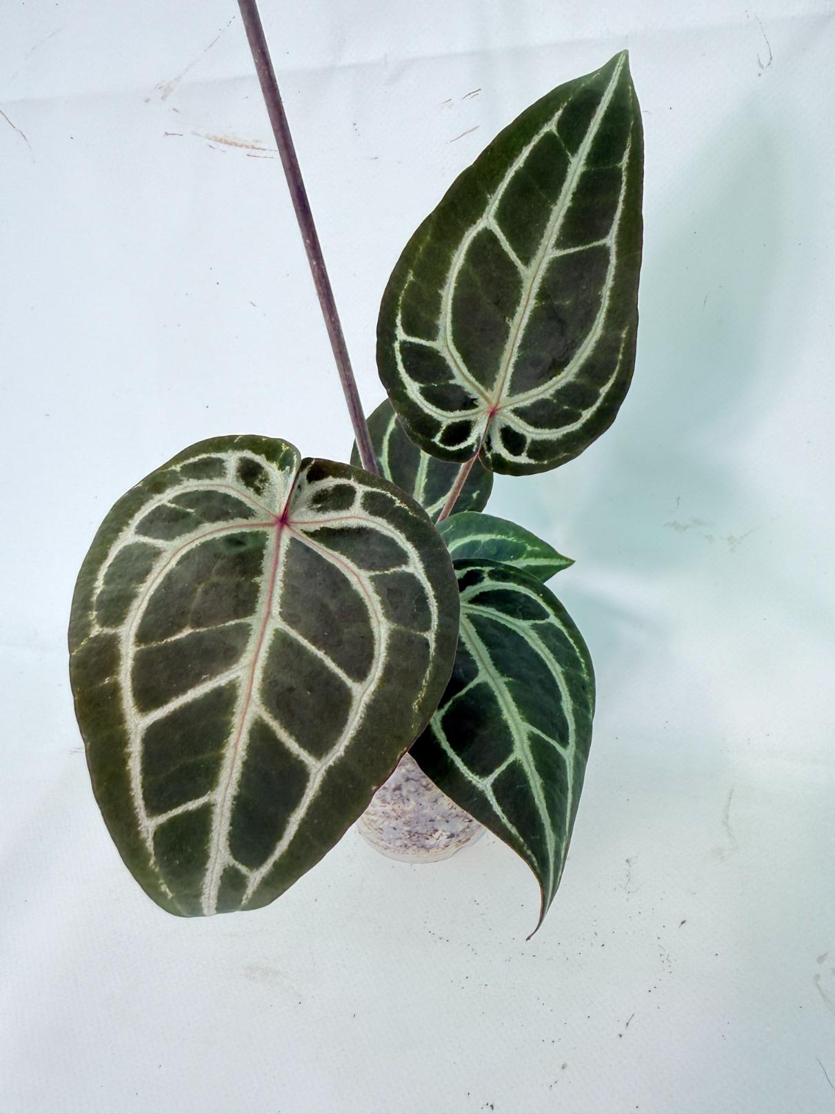 Anthurium Michelle 04