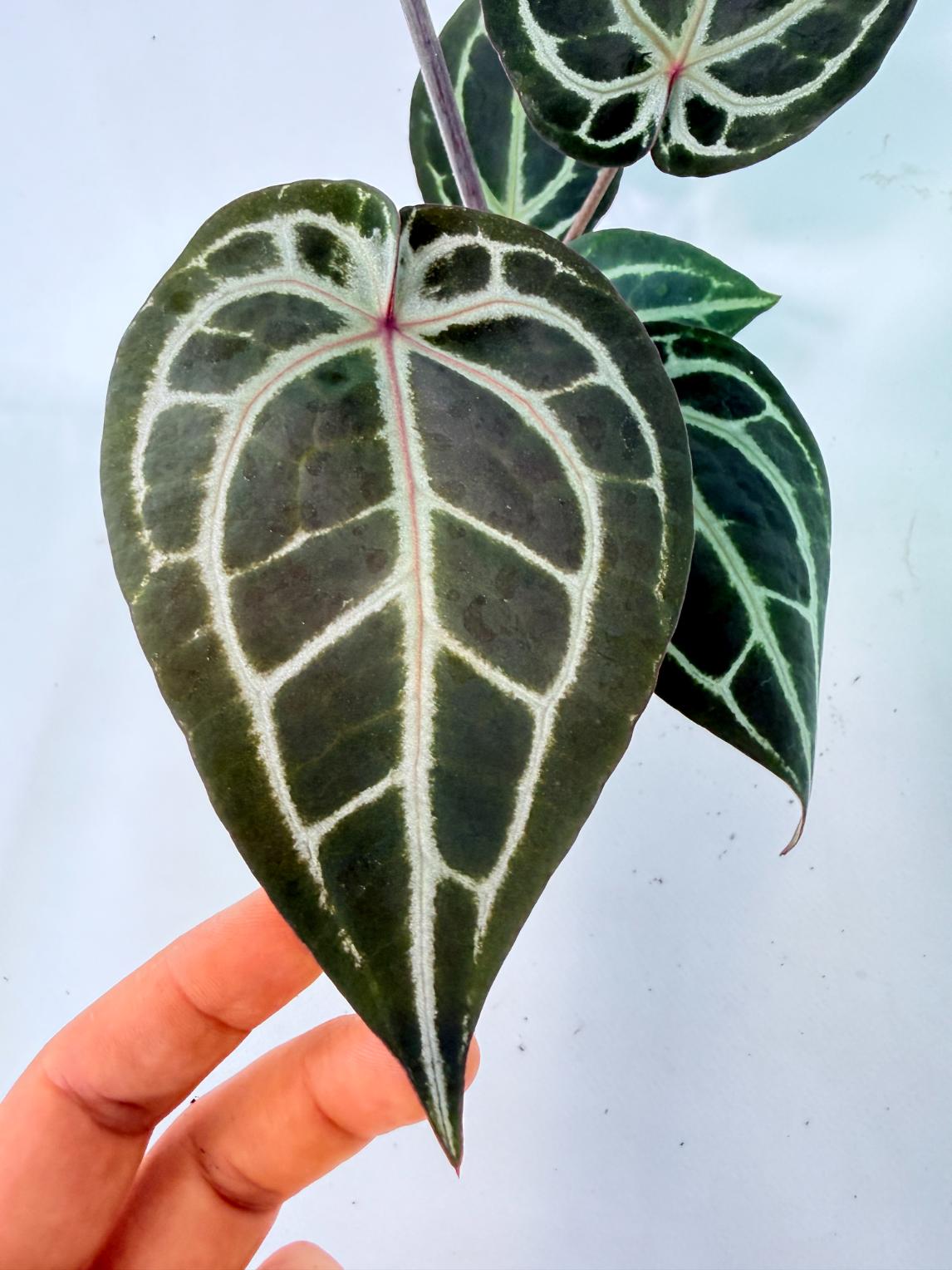 Anthurium Michelle 05