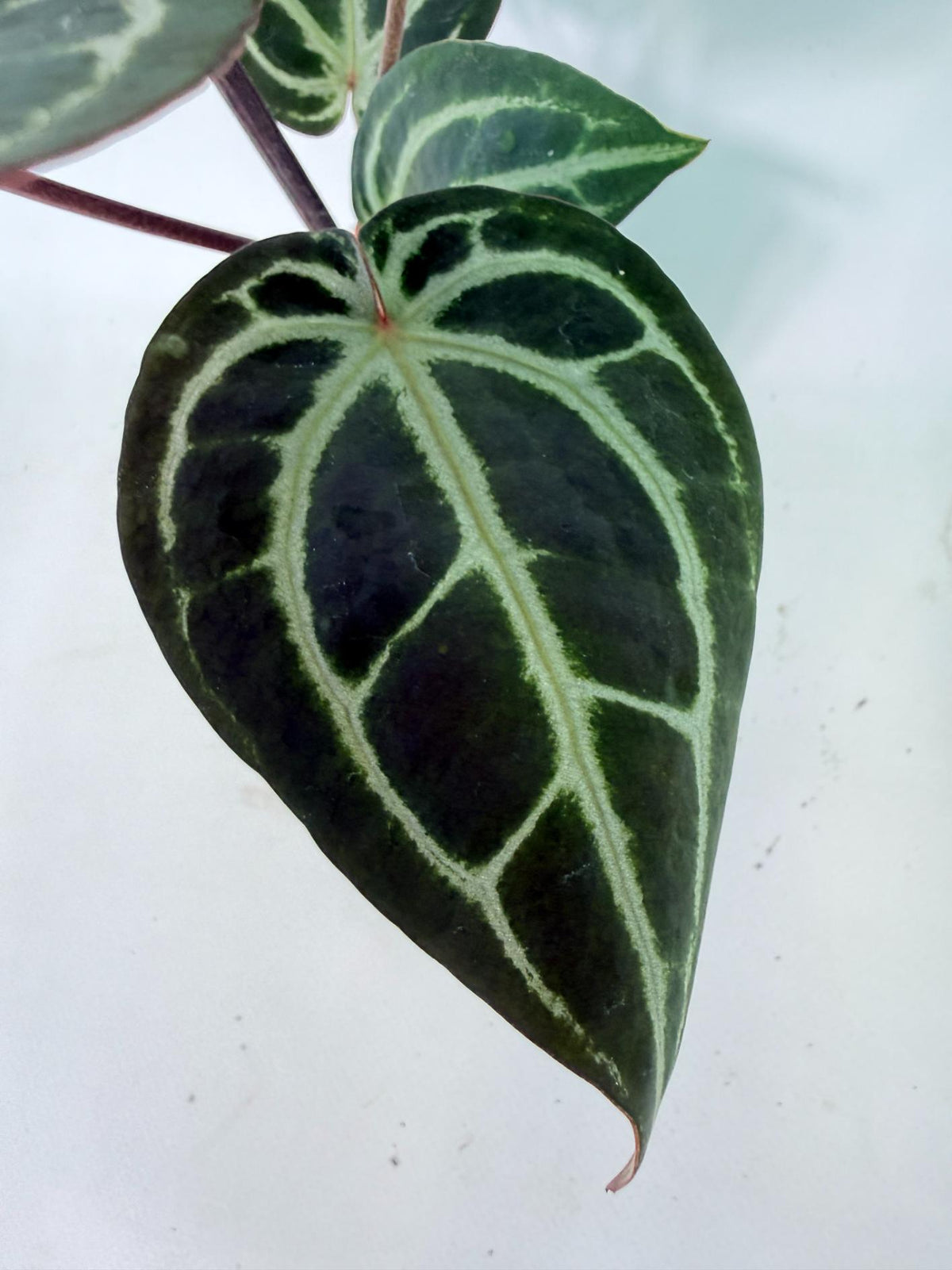 Anthurium Michelle 02