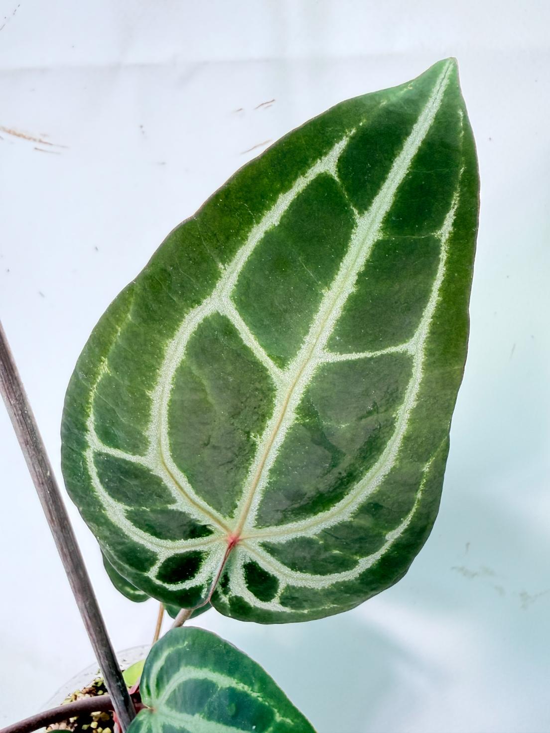 Anthurium Michelle 06