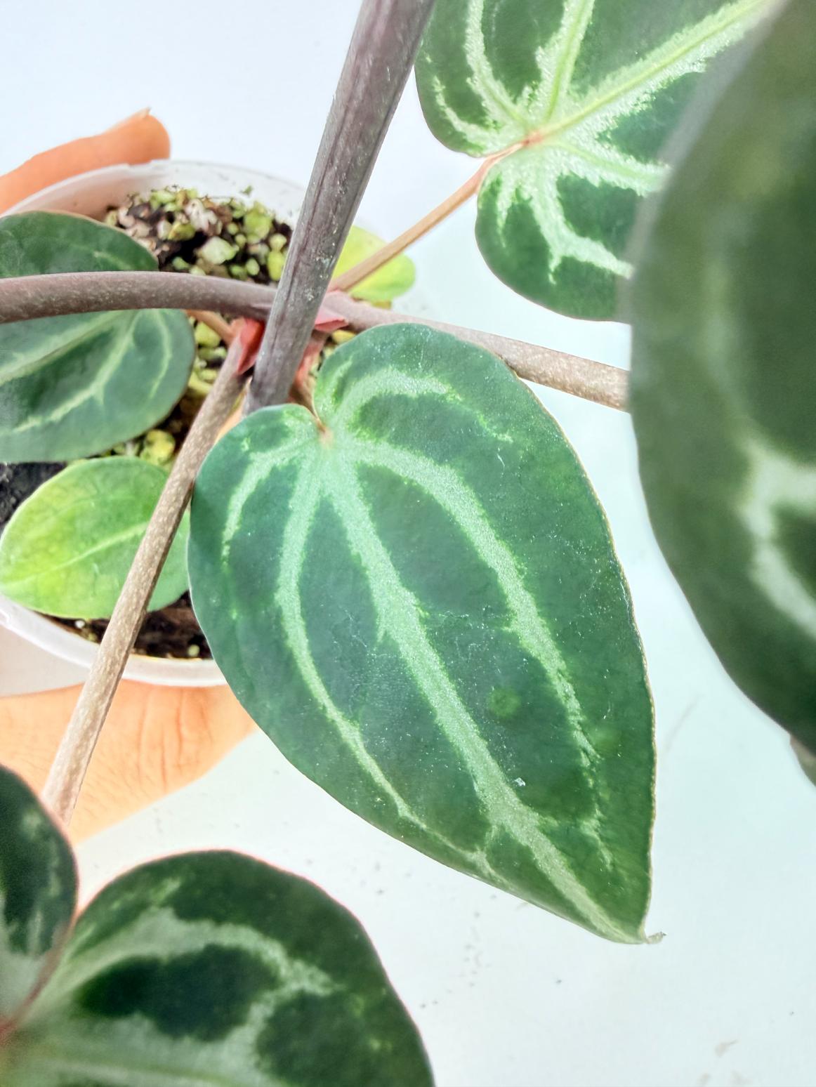 Anthurium Michelle 03