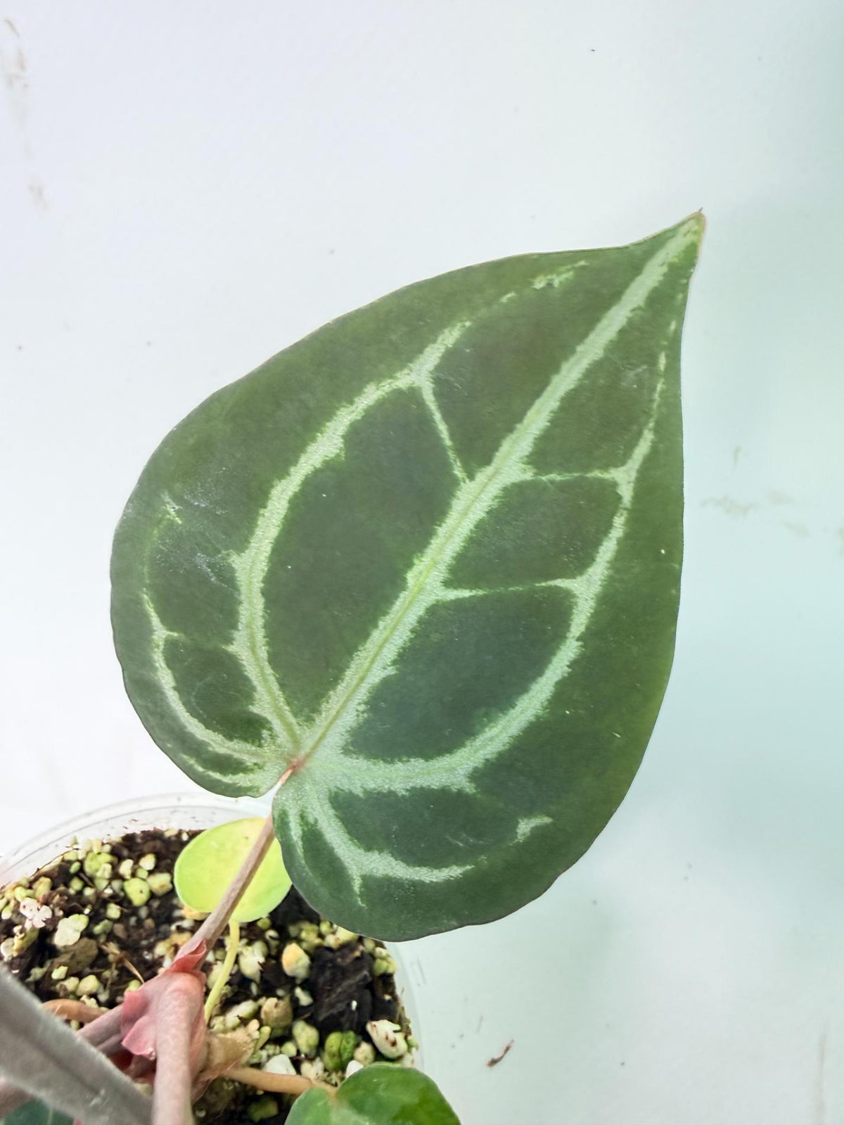 Anthurium Michelle 08