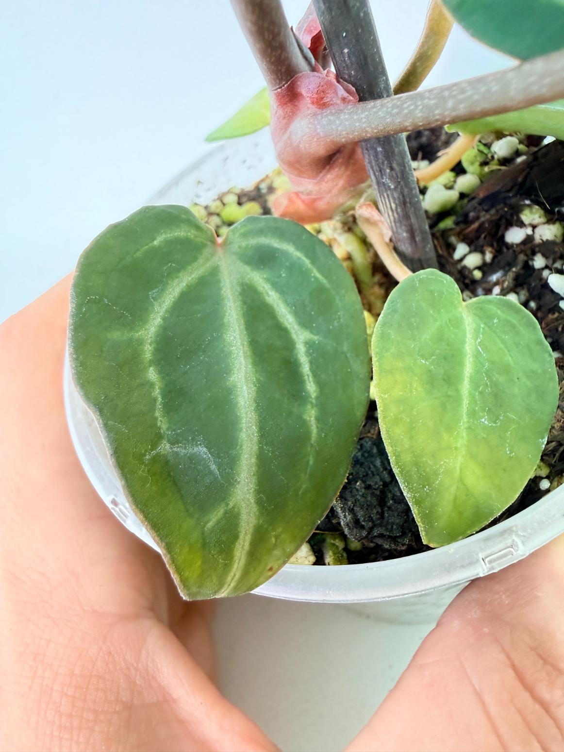 Anthurium Michelle 09